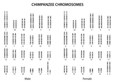 Hayvan genetiği. Şempanze kromozomları (şempanze karyotipi)).