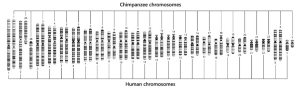 Σύγκριση Ανθρώπινων Και Χιμπατζήδων Χρωμοσωμάτων Καρυότυποι Ανθρώπου Και Χιμπατζή — Φωτογραφία Αρχείου