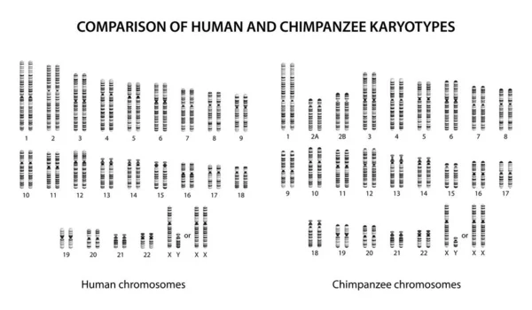 Comparison Human Chimpanzee Karyotypes Similarities Differences — Stock Photo, Image