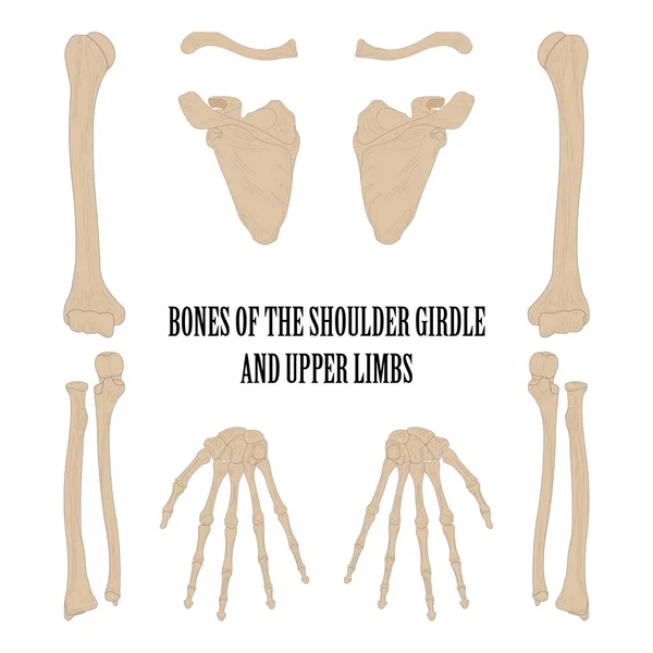 Omuz kemeri ve üst uzuv kemikleri.