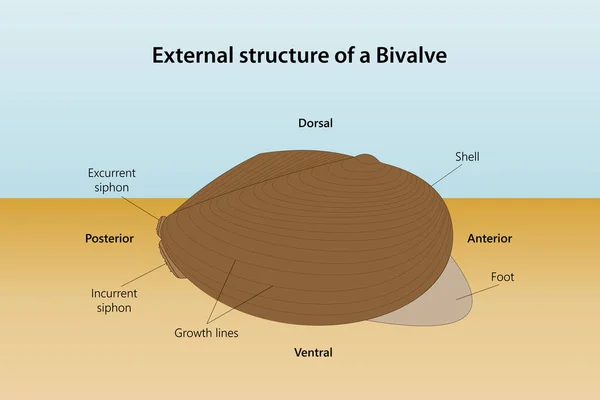 External Structure Bivalve — Stock Photo, Image