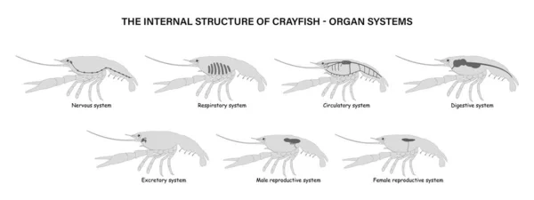 Internal Structure Crayfish Organ Systems — Stock Photo, Image