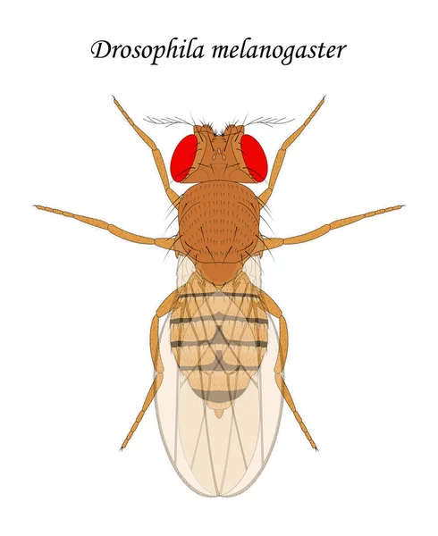 แมลงว นผลไม Drosophila Melanogaster — ภาพถ่ายสต็อก