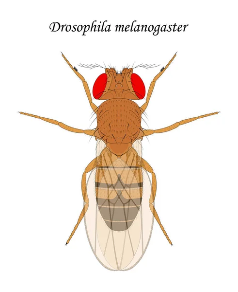 Gyümölcslégy Drosophila Melanogaster Hím — Stock Fotó