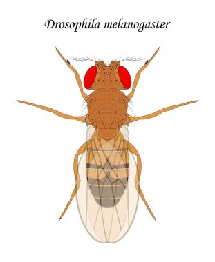 Meyve sineği (Drosophila melanogaster), erkek.