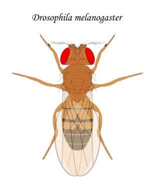 Fruit fly (Drosophila melanogaster), male. clipart