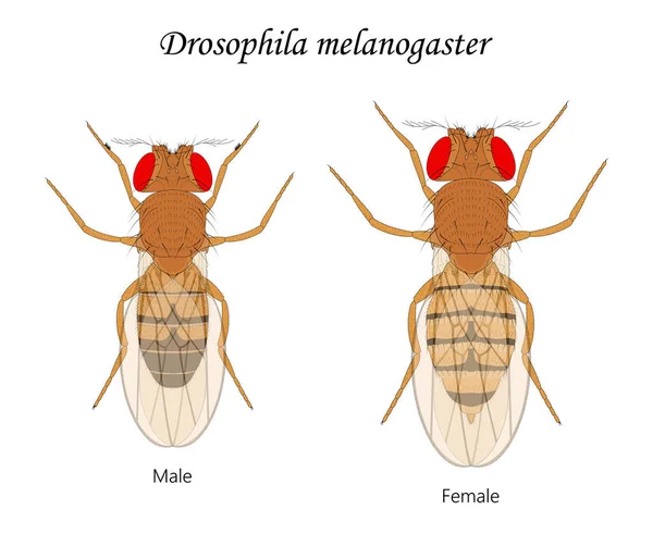 แมลงว นผลไม Drosophila Melanogaster ชายและหญ — ภาพเวกเตอร์สต็อก