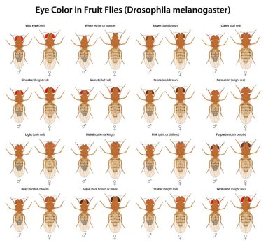 Eye Color in Fruit Flies (Drosophila melanogaster) clipart