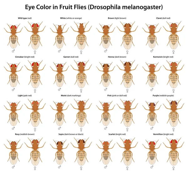 Eye Color Fruit Flies Drosophila Melanogaster — Stock Vector