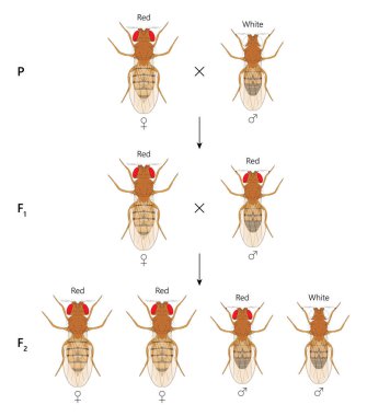X bağlantılı miras. Kırmızı gözlü kadın Fruit Fly (Drosophila melanogaster) ve beyaz gözlü erkek (.