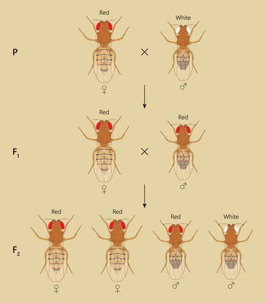 Linked Inheritance Ross Red Eyed Female Fruit Fly Drosophila Melanogaster — Stock Photo, Image