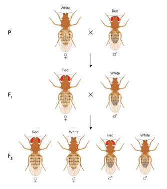 X bağlantılı miras. Beyaz gözlü kadın Fruit Fly (Drosophila melanogaster) ve kırmızı gözlü erkek (.