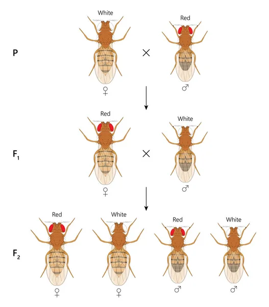 Linked Inheritance Ross White Eyed Female Fruit Fly Drosophila Melanogaster — Stock Photo, Image