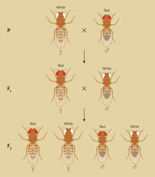 Linked Inheritance Ross White Eyed Female Fruit Fly Drosophila Melanogaster — Stock Photo, Image