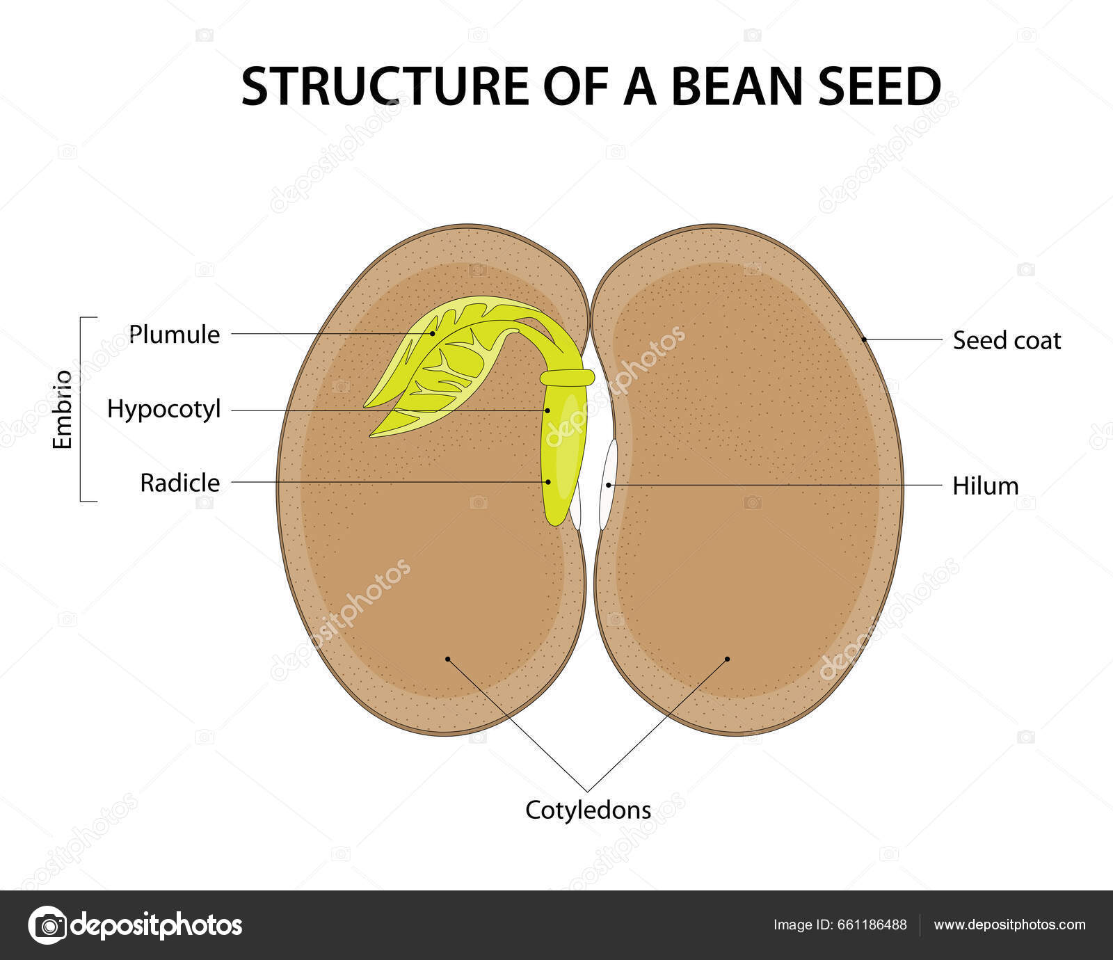 Struktur Benih Kacang Diagram Berlabel — Foto Stok © AStepBioMed #661186488