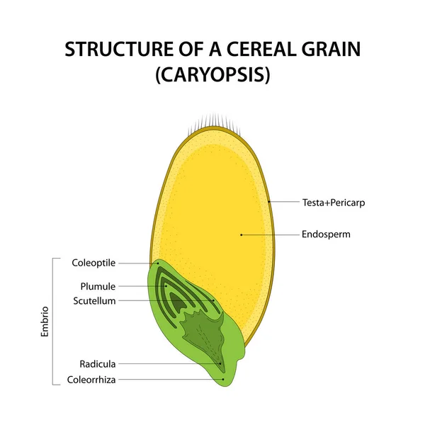 Structure Cereal Grain Caryopsis Diagram Labelled — Stock Photo, Image