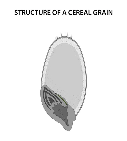 Structure Grain Céréalier Caryopsis — Image vectorielle