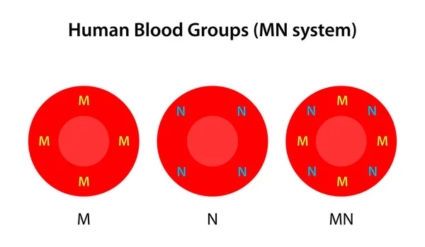 Grupos Sanguíneos Humanos Sistema — Fotografia de Stock