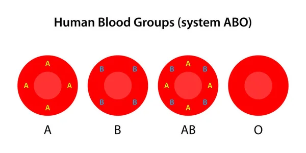 Human Blood Groups Abo System — Stock Photo, Image