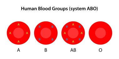 Human blood groups, ABO system clipart