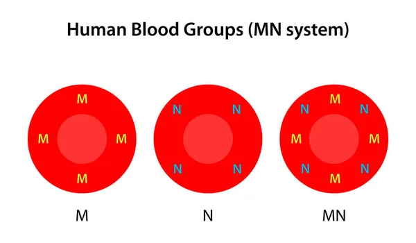 Menschliche Blutgruppen System — Stockvektor