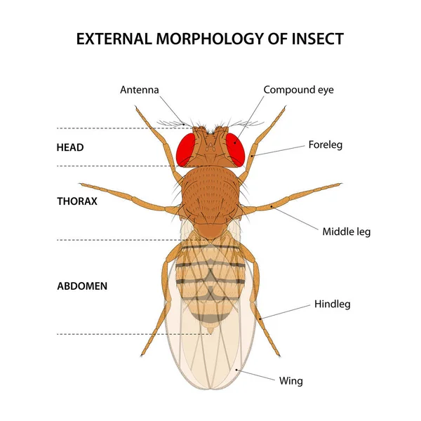 External Morphology Insect Fruit Fly — Stock Vector