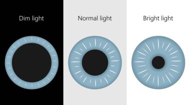 İnsan gözü. Farklı ışıklandırmadaki göz bebeği boyutu.