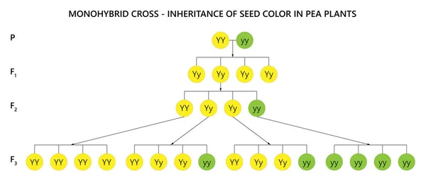 Tek cinsiyetli haç. Bezelye bitkilerindeki tohum renginin mirası.