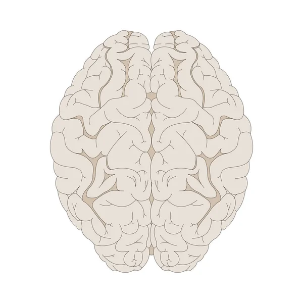 人脑被白色隔离 Dorsal视图 — 图库照片