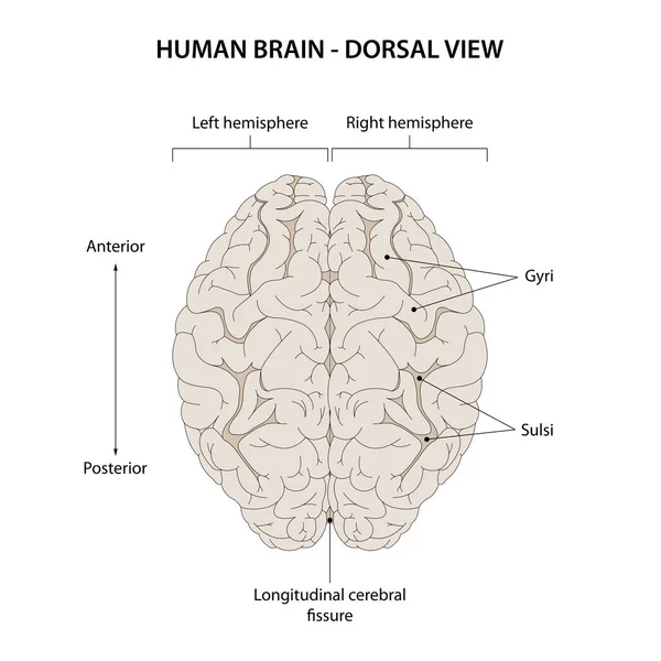 Dorsal Άποψη Του Ανθρώπινου Εγκεφάλου — Φωτογραφία Αρχείου