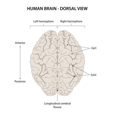 İnsan beyninin arka plan görüntüsü. 