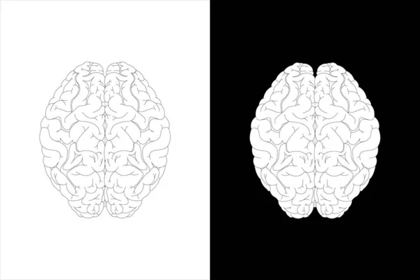 Людський Мозок Білому Тлі Чорному Тлі — стокове фото