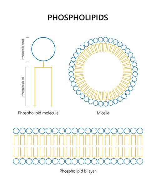 磷脂分子 脂质双层 — 图库矢量图片