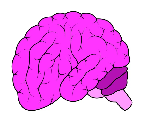 Människans Hjärna Isolerad Vit Bakgrund — Stockfoto