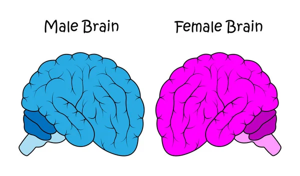 Cérebro Masculino Cérebro Feminino —  Vetores de Stock