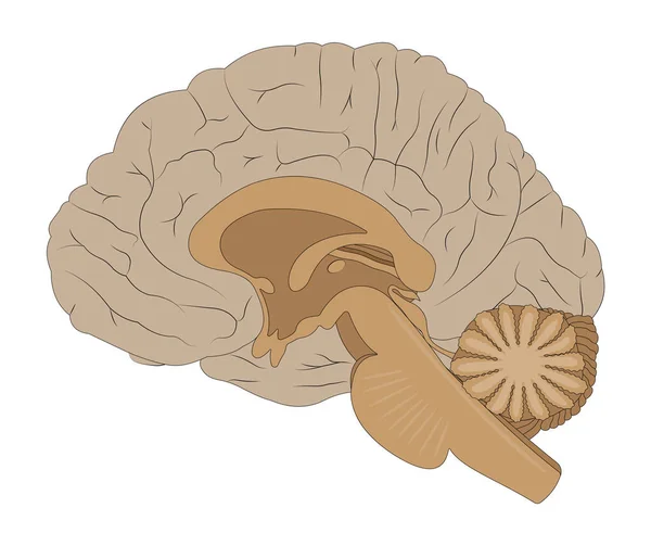 Медиальная Поверхность Головного Мозга — стоковый вектор