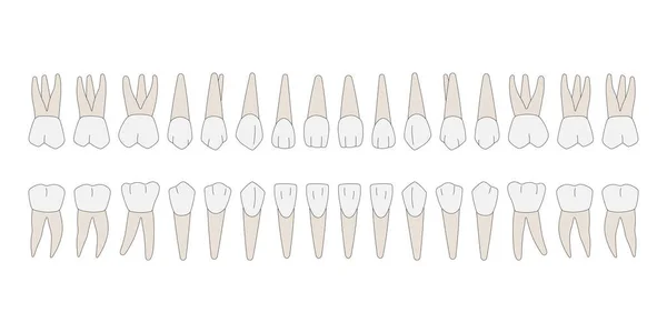 32 kalıcı diş: 8 kesici diş, 4 köpek dişi, 8 azı dişi, 12 azı dişi