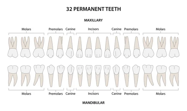 32 kalıcı diş: 8 kesici diş, 4 köpek dişi, 8 azı dişi, 12 azı dişi