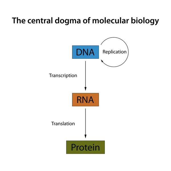 Dogme Central Biologie Moléculaire — Image vectorielle