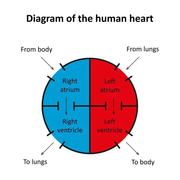 Diagram Över Människans Hjärta — Stock vektor