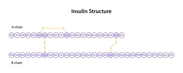 Humaninsulinets Struktur Peptidhormon — Stockfoto