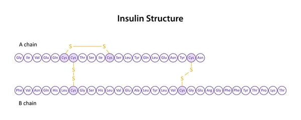 Humaninsulinets Struktur Peptidhormon — Stock vektor