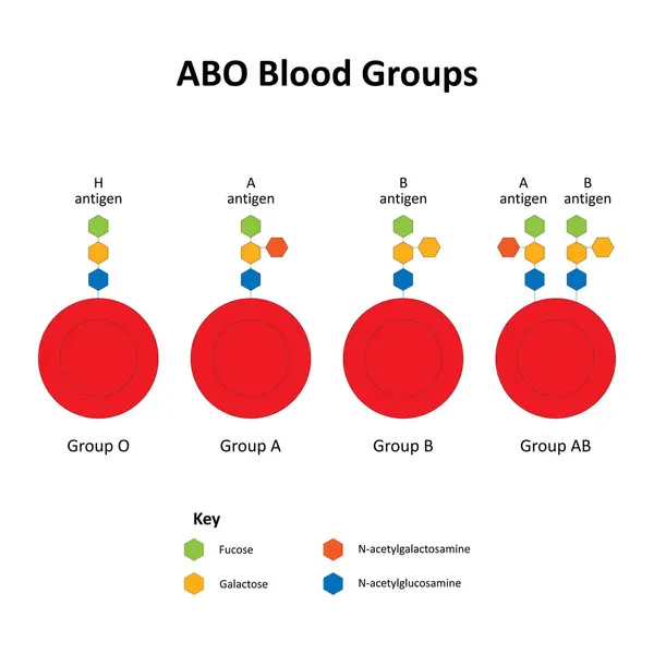 Abo Blodgrupper Och Erytrocytantigener — Stockfoto