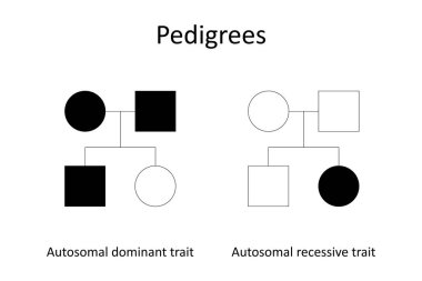 Pedigrees. Autosomal dominant trait and abtosomal recessive traite. clipart