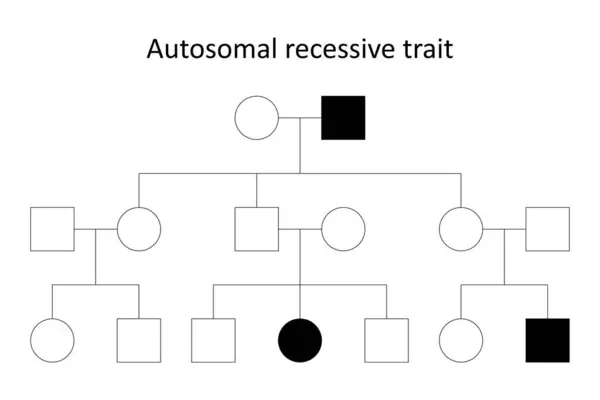 Ascendants Caractère Autosomique Récessif — Image vectorielle