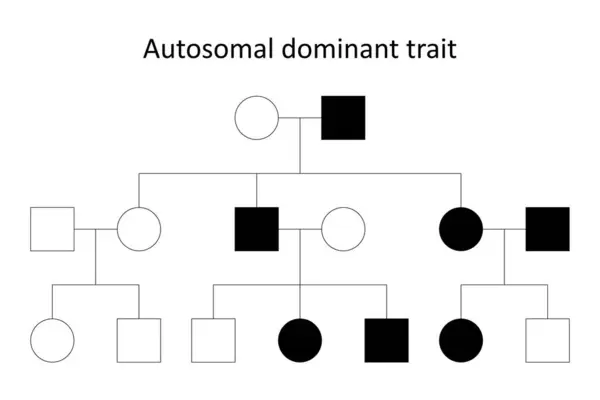 Ascendants Caractère Autosomique Dominant — Image vectorielle