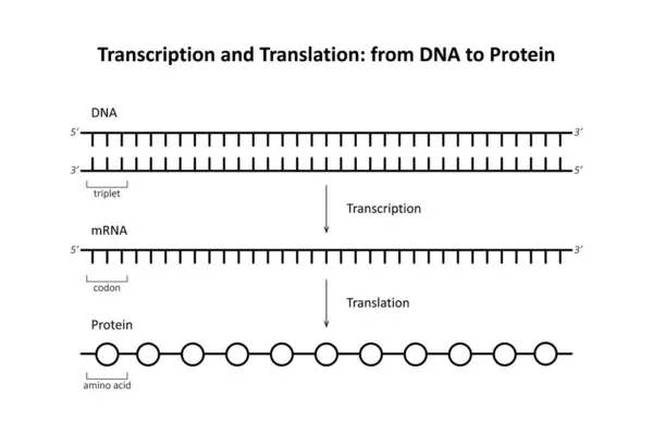 Transcription Traduction Adn Aux Protéines — Photo