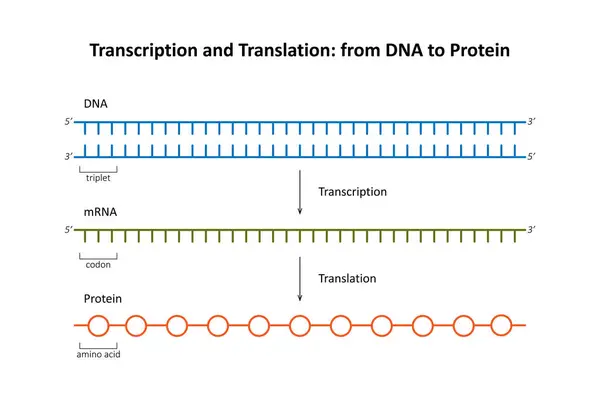 Transkription Och Översättning Från Dna Till Protein — Stockfoto