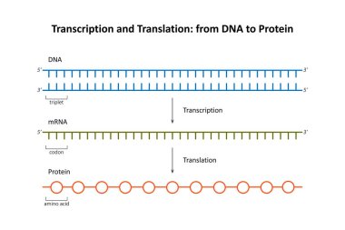 Çeviri: DNA 'dan Protein' e