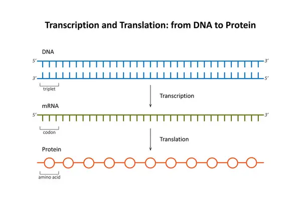 stock vector Transcription and Translation: from DNA to Protein